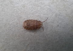 Discocephalinae