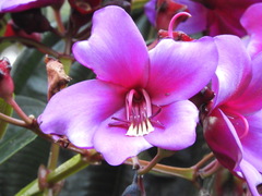 Meriania nobilis