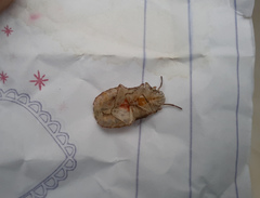 Discocephalinae