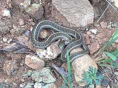 Thamnophis scaliger
