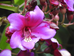 Meriania nobilis