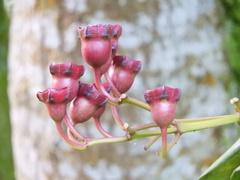 Meriania nobilis