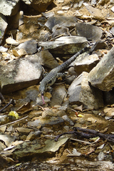 Salvator merianae merianae