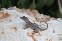 Anolis cybotes