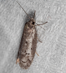 Philobota stella