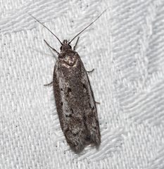 Philobota stella