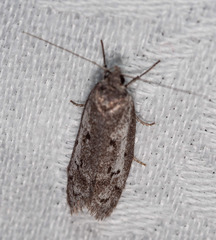 Philobota stella