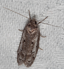 Philobota stella