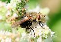 Archytas analis