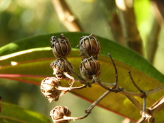 Meriania nobilis