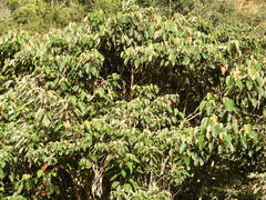 Croton magdalenensis