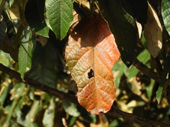 Croton magdalenensis