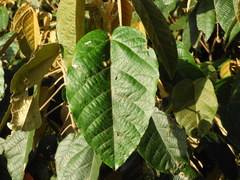 Croton magdalenensis
