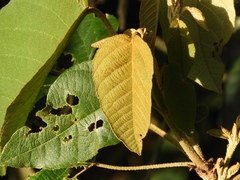 Croton magdalenensis