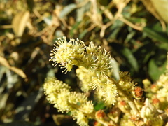 Croton magdalenensis