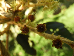 Croton magdalenensis