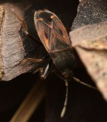Eremocoris plebejus