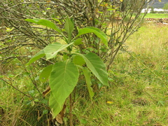 Verbesina crassiramea