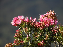 Bejaria