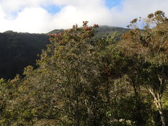 Bejaria