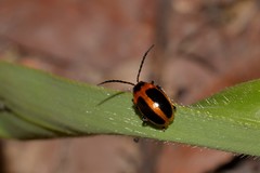 Oides dorsosignata