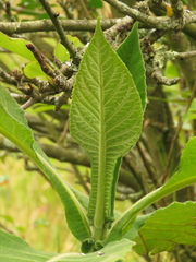 Verbesina crassiramea