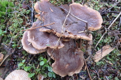 Lactarius kauffmanii
