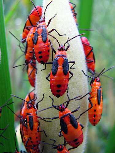 Large Milkweed Bug photo 4