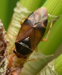 Camptozygum aequale