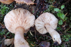 Lactarius kauffmanii