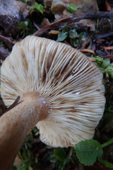 Lactarius kauffmanii