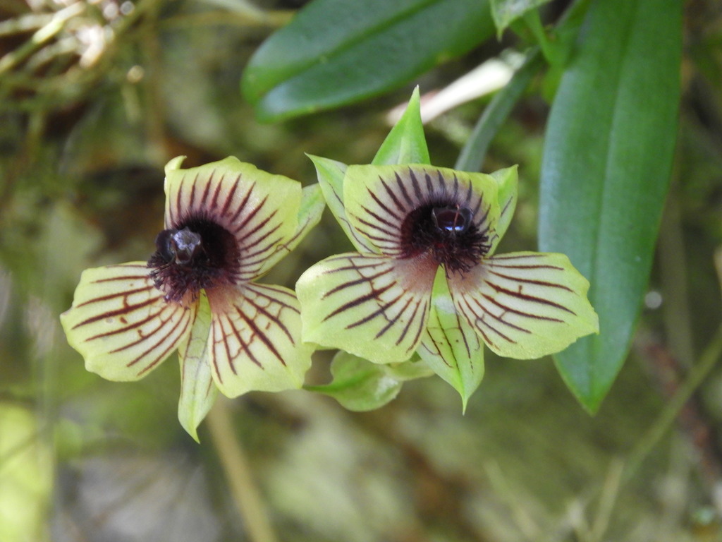 Telipogon hemimelas
