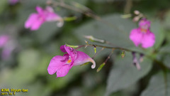 Impatiens textorii