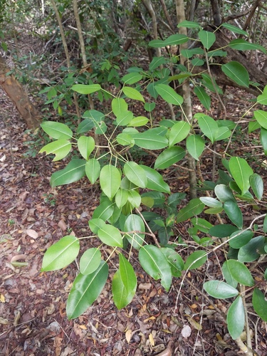 Hippomane mancinella - Whole tree