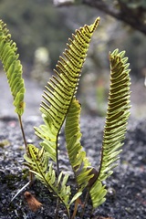Polypodium pellucidum vulcanicum