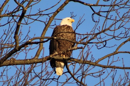 Bald Eagle photographed in Delaware