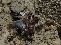 Oxynetra semihyalina