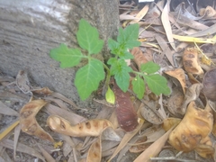 Solanum lycopersicum