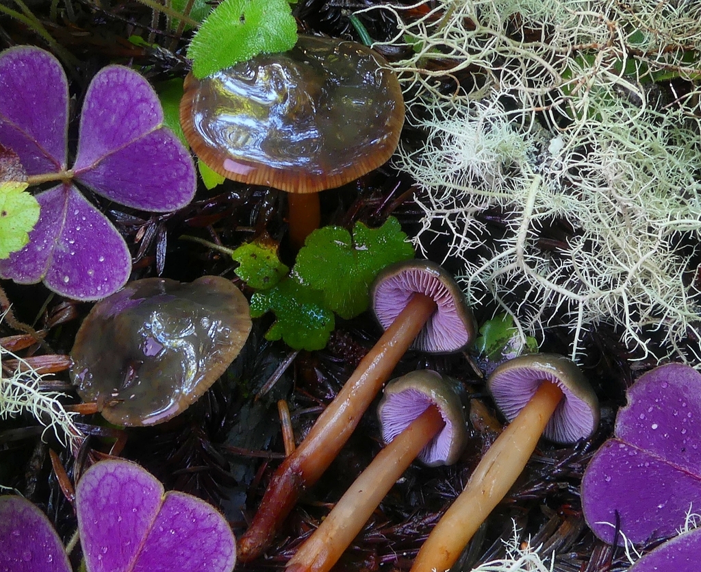Phaeocollybia