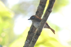 Cyornis umbratilis