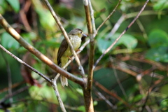 Tricholestes criniger