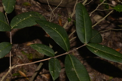 Flindersia bennettii