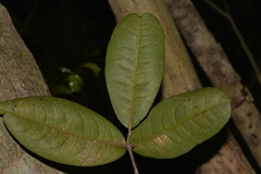 Flindersia bennettii