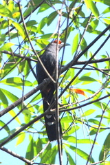 Phaenicophaeus sumatranus