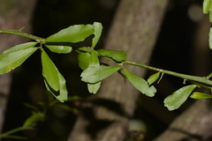 Citrus australasica