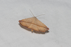 Eublemma perversicolor