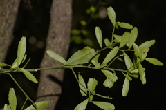 Citrus australasica