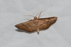 Hypolamprus ypsilon