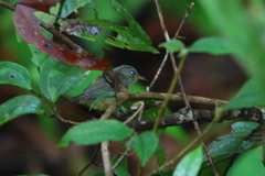 Dicaeum trigonostigma