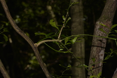 Citrus australasica